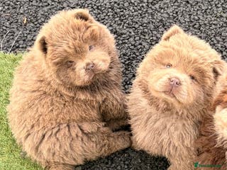 Chow Chow dogs Merle Chow chow puppies - Advert 2