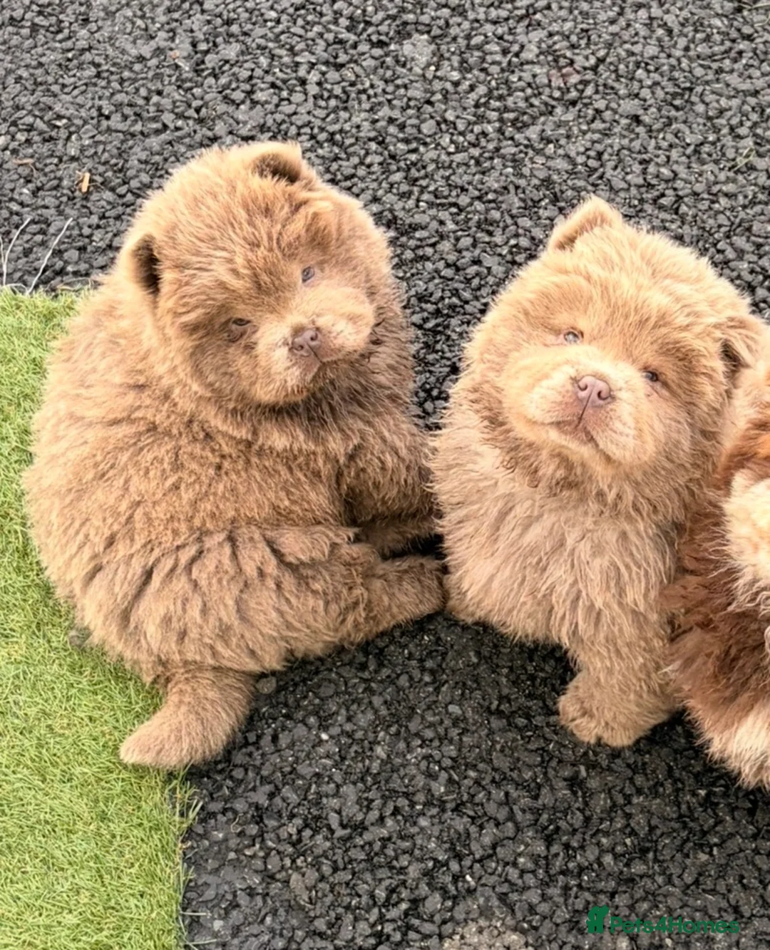 Chow Chow dogs for sale: DWKC Merle Chow chow puppies  - Advert 1