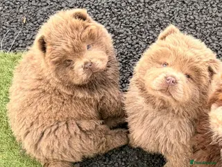 Chow Chow dogs DWKC Merle Chow chow puppies - Advert 2