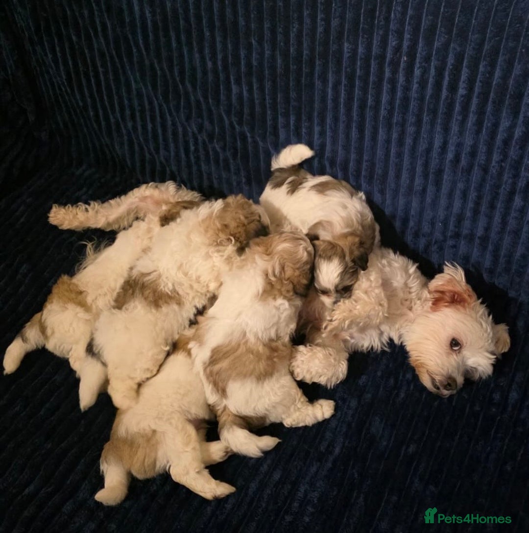 Mixed Breed dogs for sale: Beautiful Maltese x Pekingese Puppies Available - Advert 4