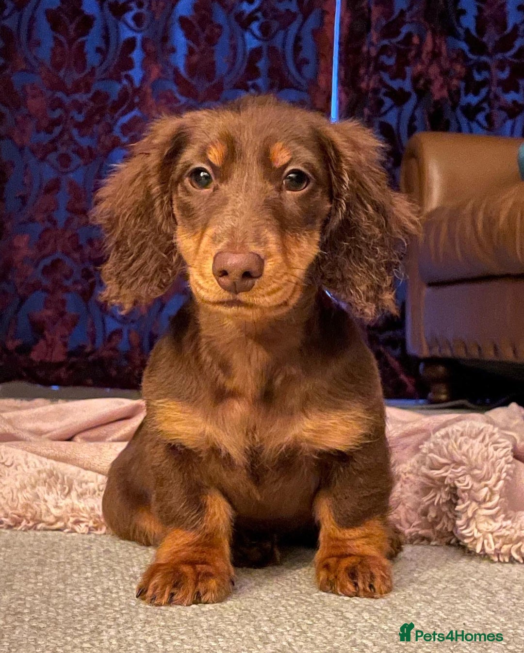 Miniature Dachshund dogs for stud: Long-haired miniature Dachshund in Hitchin - Advert 14