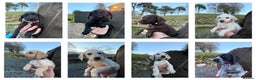 Mixed Breed dogs for sale: Stunning Labrador Pointer Puppies – Ready to go - Advert 1