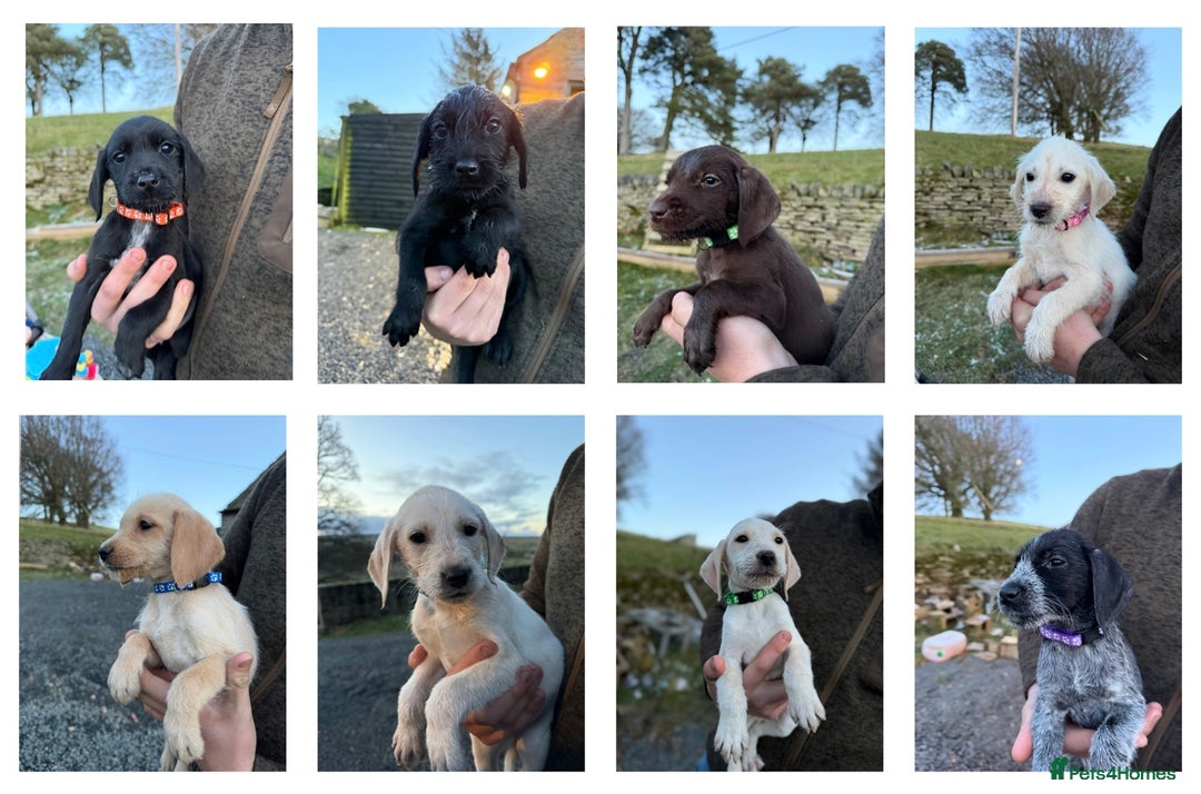 Mixed Breed dogs for sale: Stunning Labrador Pointer Puppies – Ready to go - Advert 1