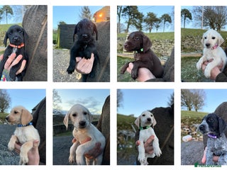 Mixed Breed dogs Stunning Labrador Pointer Puppies – Ready to go - Advert 3