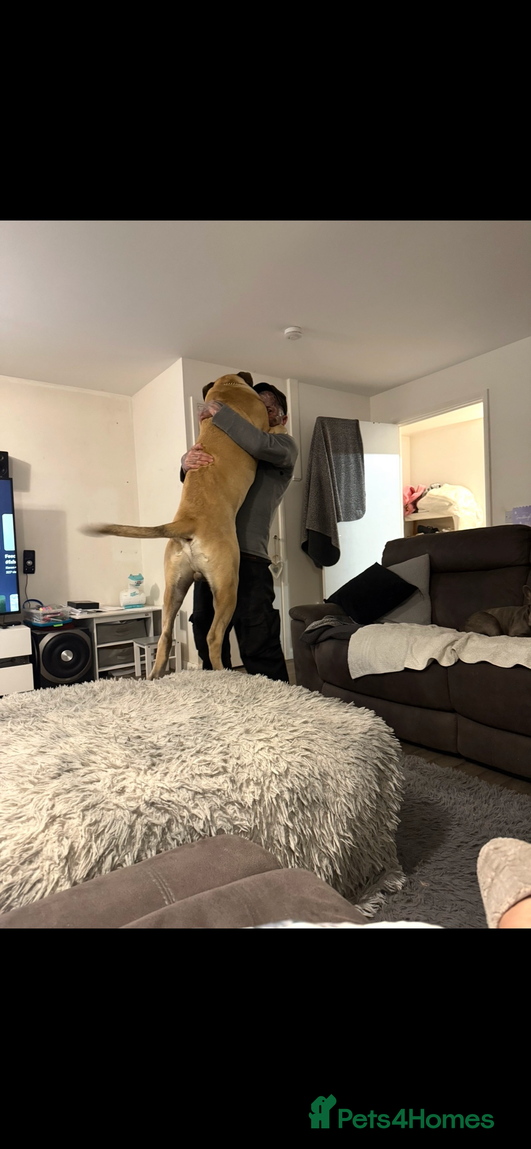 Bullmastiff dogs for sale: 11 month old bullmastiff male - Advert 2
