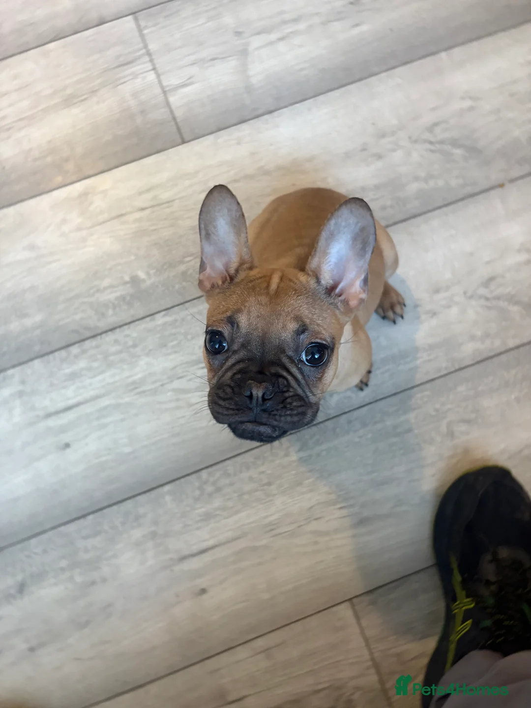 French Bulldog dogs for sale: french bulldog puppy  - Advert 2