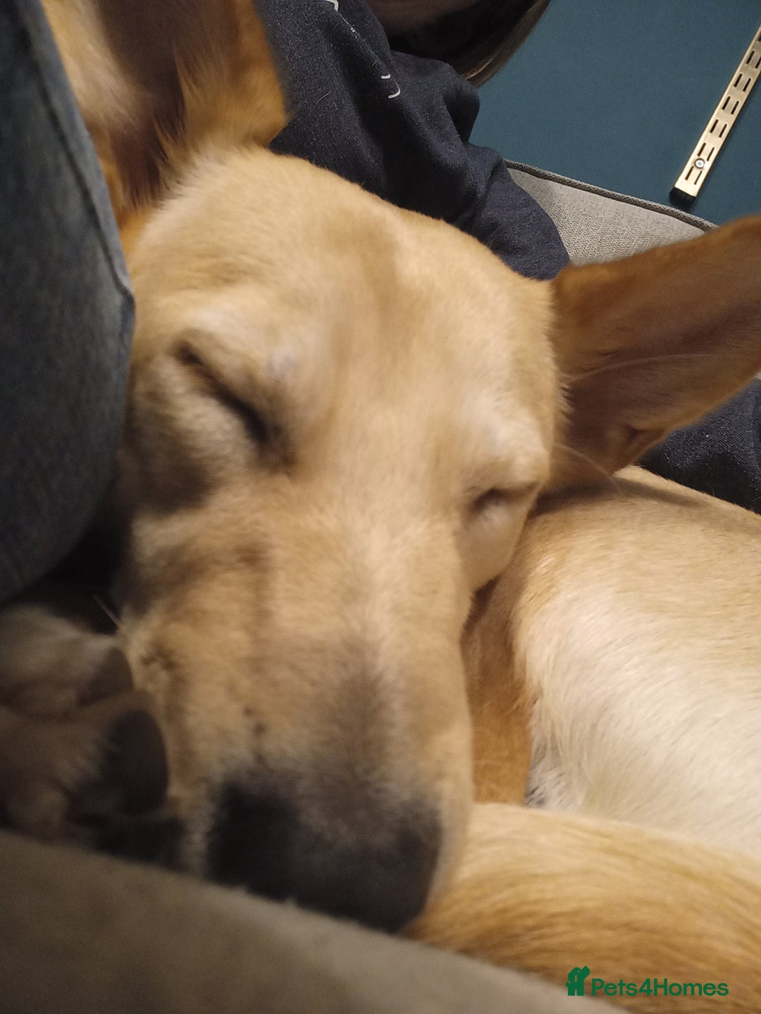 Mixed Breed dogs for adoption: Amber is looking for her forever home - Advert 7