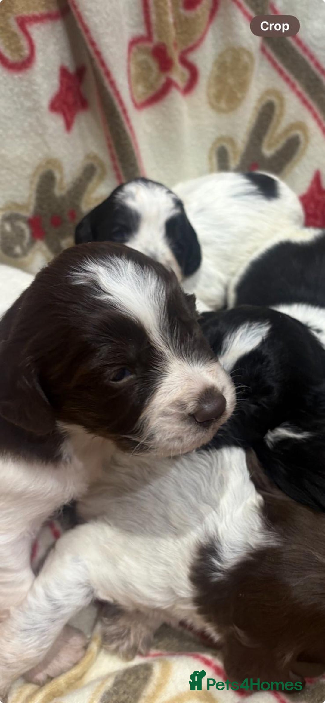Sprocker dogs for sale: Beautiful Sprocker puppies - Advert 1