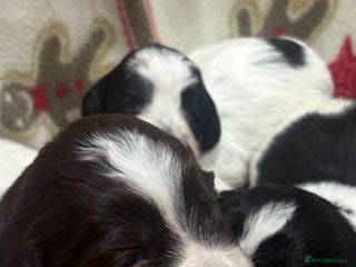 Sprocker dogs Beautiful Sprocker puppies - Advert 1