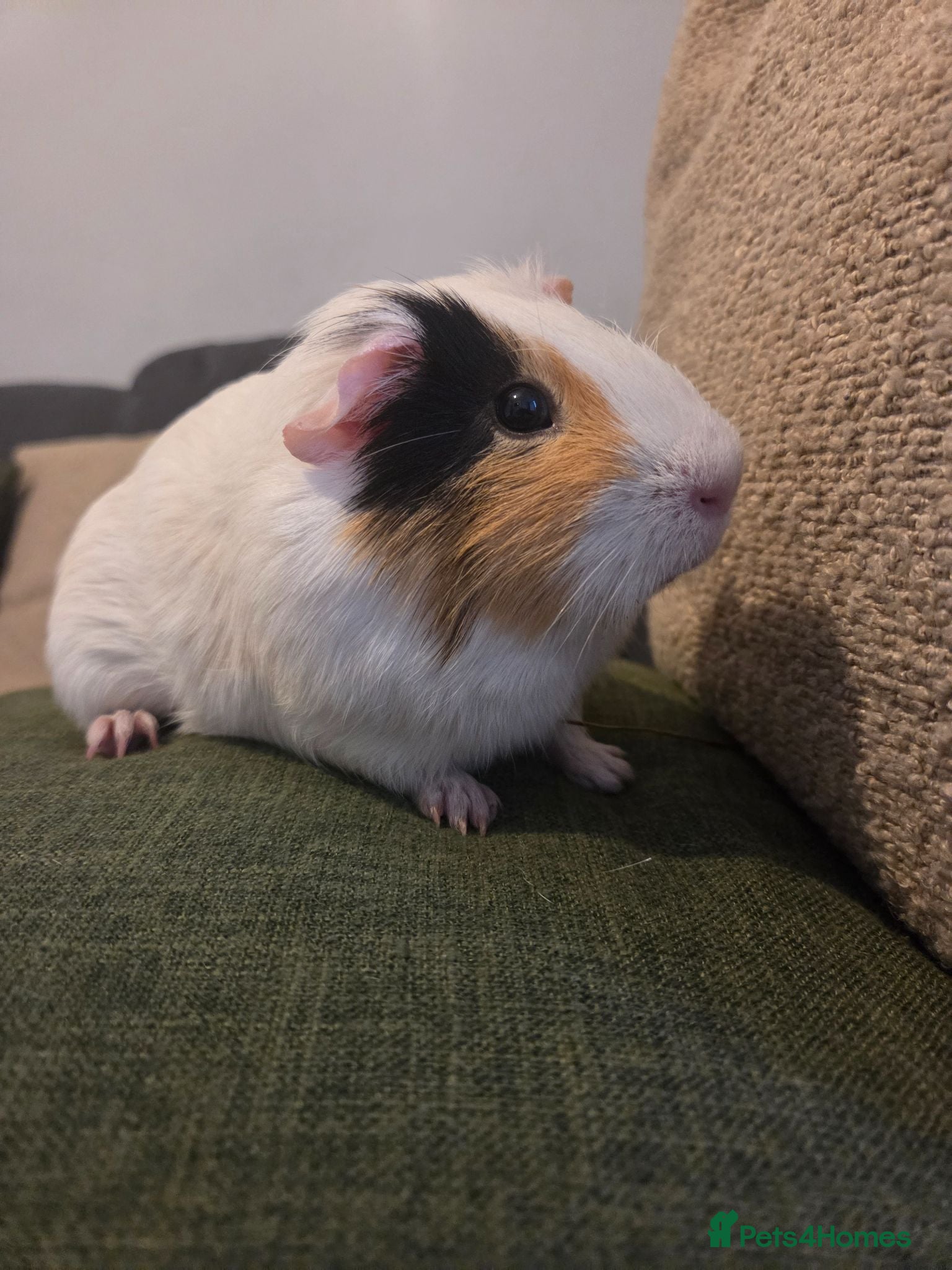 Guinea Pig rodents Sweet white and tan Guinea Pig - Advert 1
