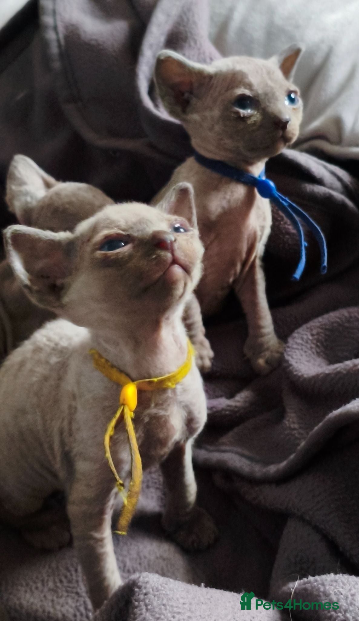 Sphynx cats Stunning Blue/Grey Sphynx Kittens (Litter of 6) - Advert 1