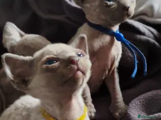 Sphynx cats Stunning Blue/Grey Sphynx Kittens (Litter of 6) - Advert 1