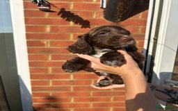 Mixed Breed dogs for sale: Cockerpoo puppies - Image 6