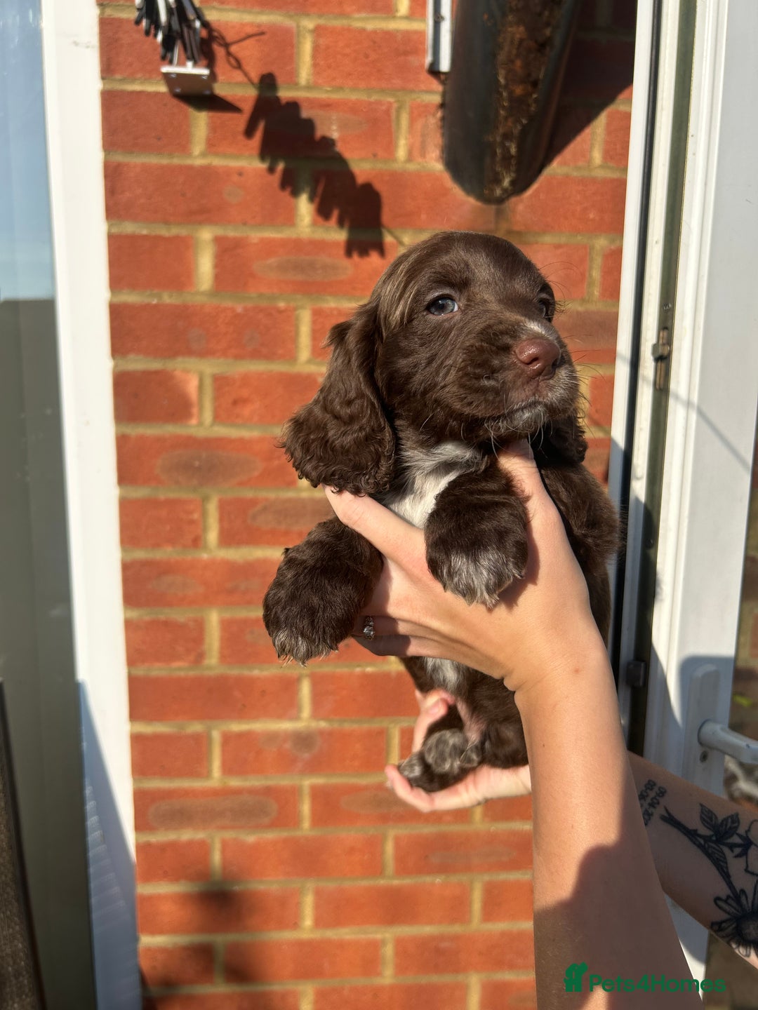 Mixed Breed dogs for sale: Cockerpoo puppies - Image 6