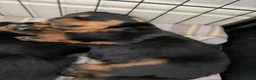 Rottweiler dogs for sale: Rottweiler puppies  - Advert 3