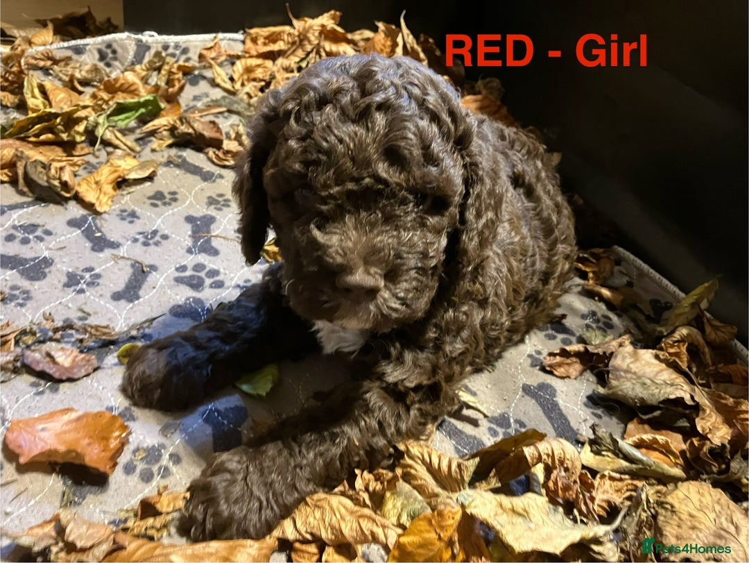 Lagotto Romagnolo dogs for sale: Stunning Litter of Pedigree Lagotto Romagnolo Pups - Image 9