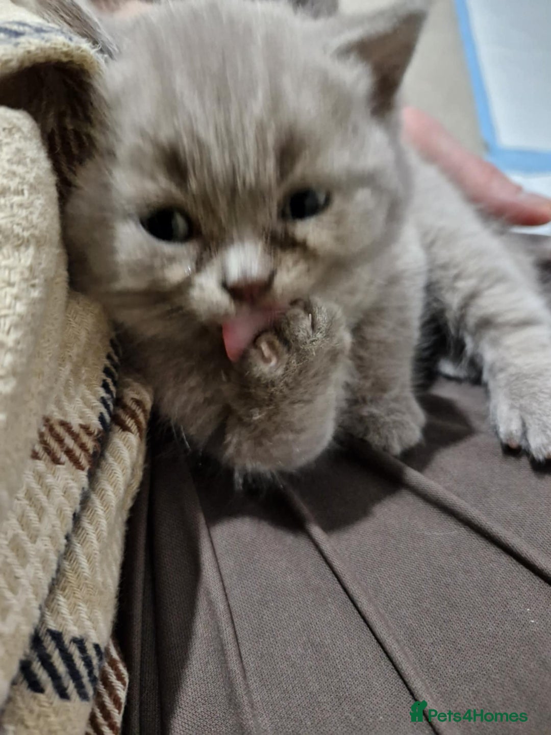 British Shorthair cats for sale: ✨ British Shorthair Kittens – 3 Adorable Females ✨ - Image 9