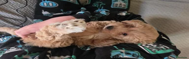 Cockapoo 3