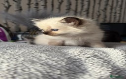 Ragdoll cats for sale: Stunning Ragdoll kittens ready for forever home - Image 8