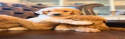 Goldendoodle dogs for sale: Super Quality Doodles  - Advert 10