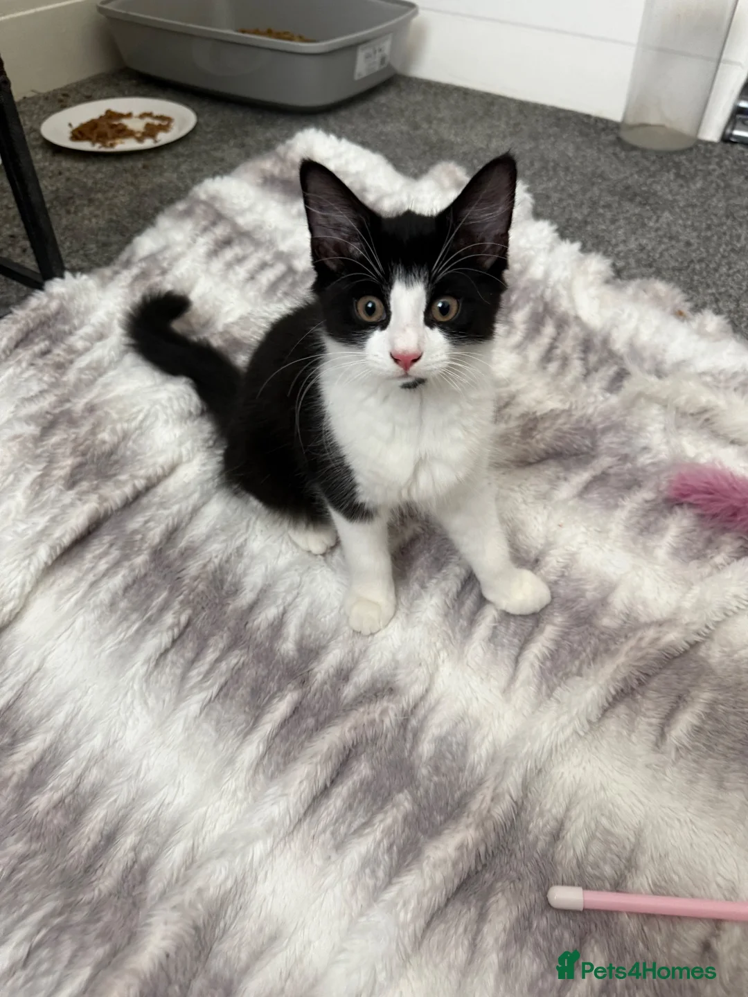 Mixed Breed cats for sale: 3 adorable kittens for sale £100 for all  in Clacton-on-Sea - Advert 2