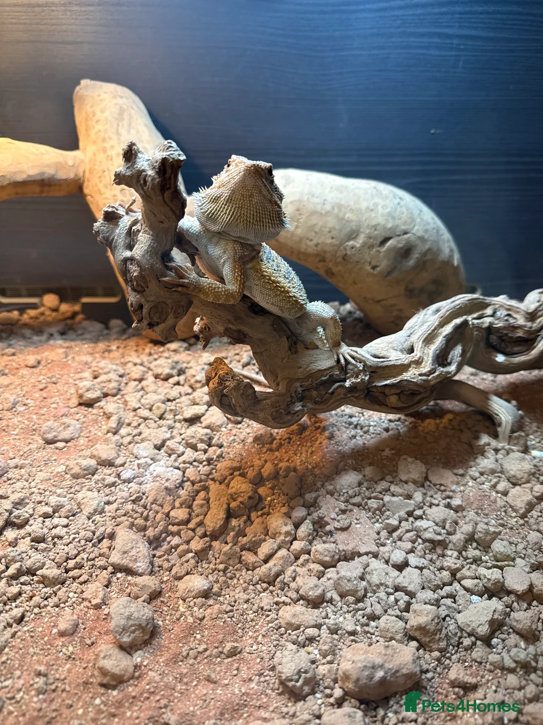 Bearded Dragon reptiles for sale: 6 month Bearded dragon and set up £275 - Advert 5