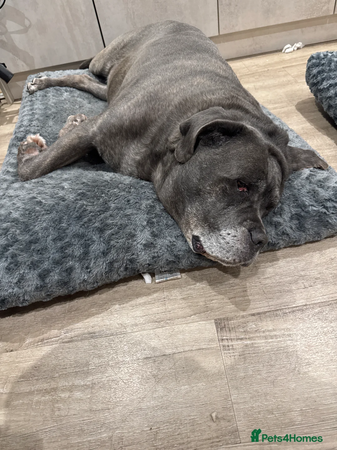 Cane Corso dogs for sale: Female Cane Corso - Advert 2