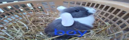 Mini Lop rabbits for sale: Minilop bunnies - Advert 4