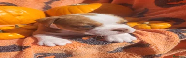 Puppy 6