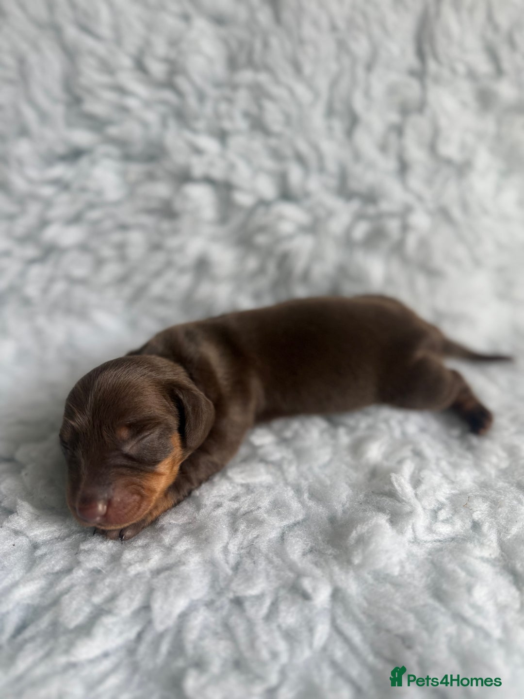Miniature Dachshund dogs for sale: Kennel Club Miniature Dachshunds - Image 9
