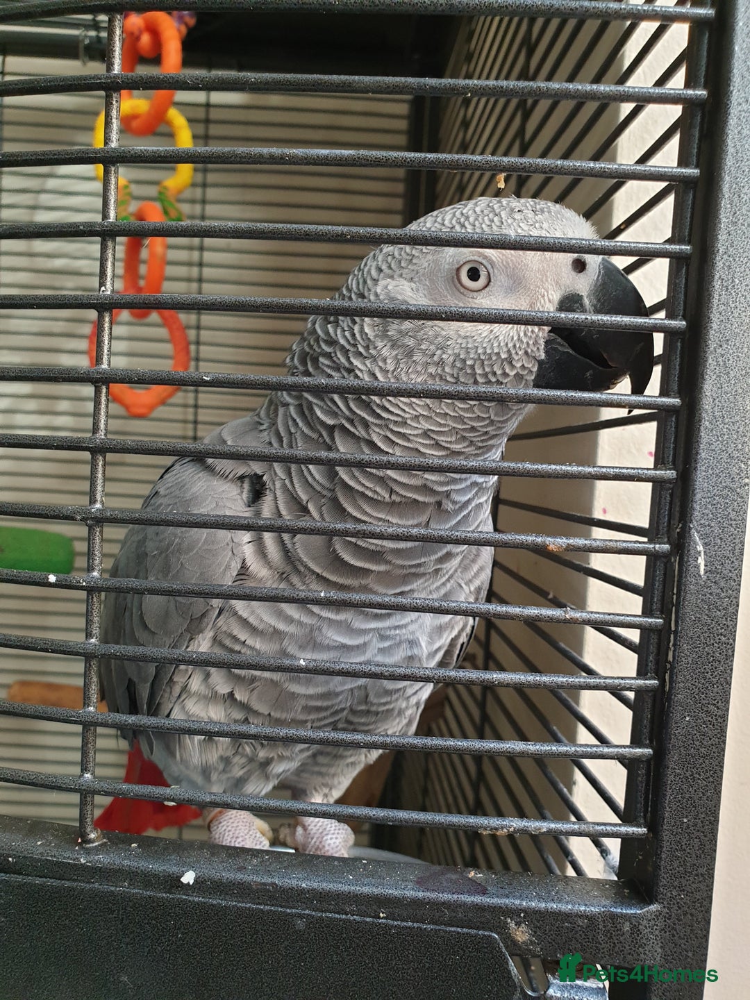 Parrots birds for sale: African Grey - Advert 3