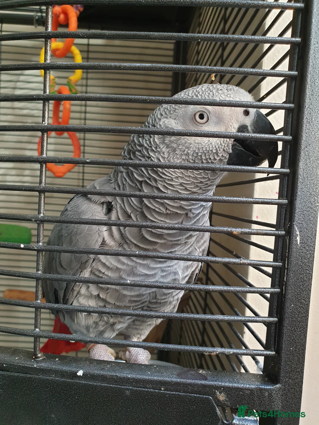 Parrots birds for sale: African Grey - Advert 3