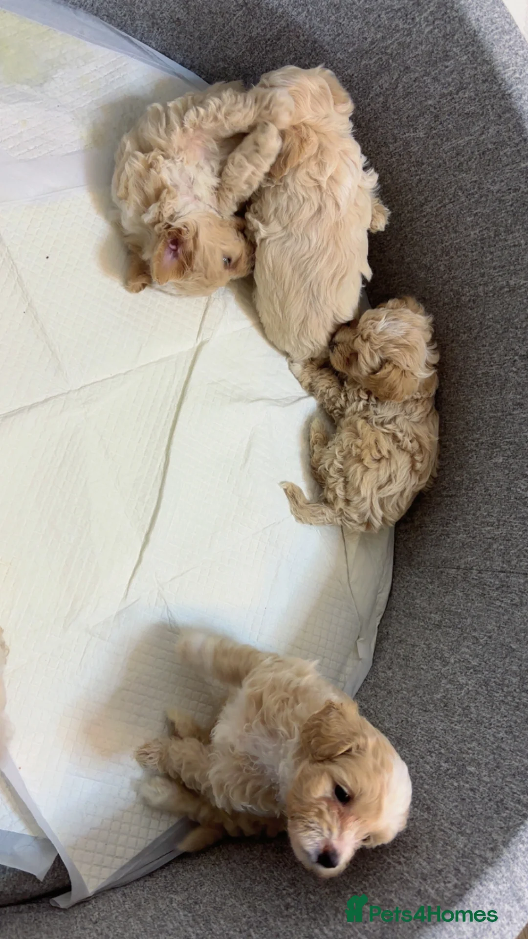 Maltipoo dogs for sale: Maltipoo puppies  - Advert 2