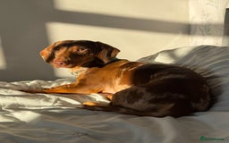 Dachshund dogs for sale: Male dachshund  - Image 5