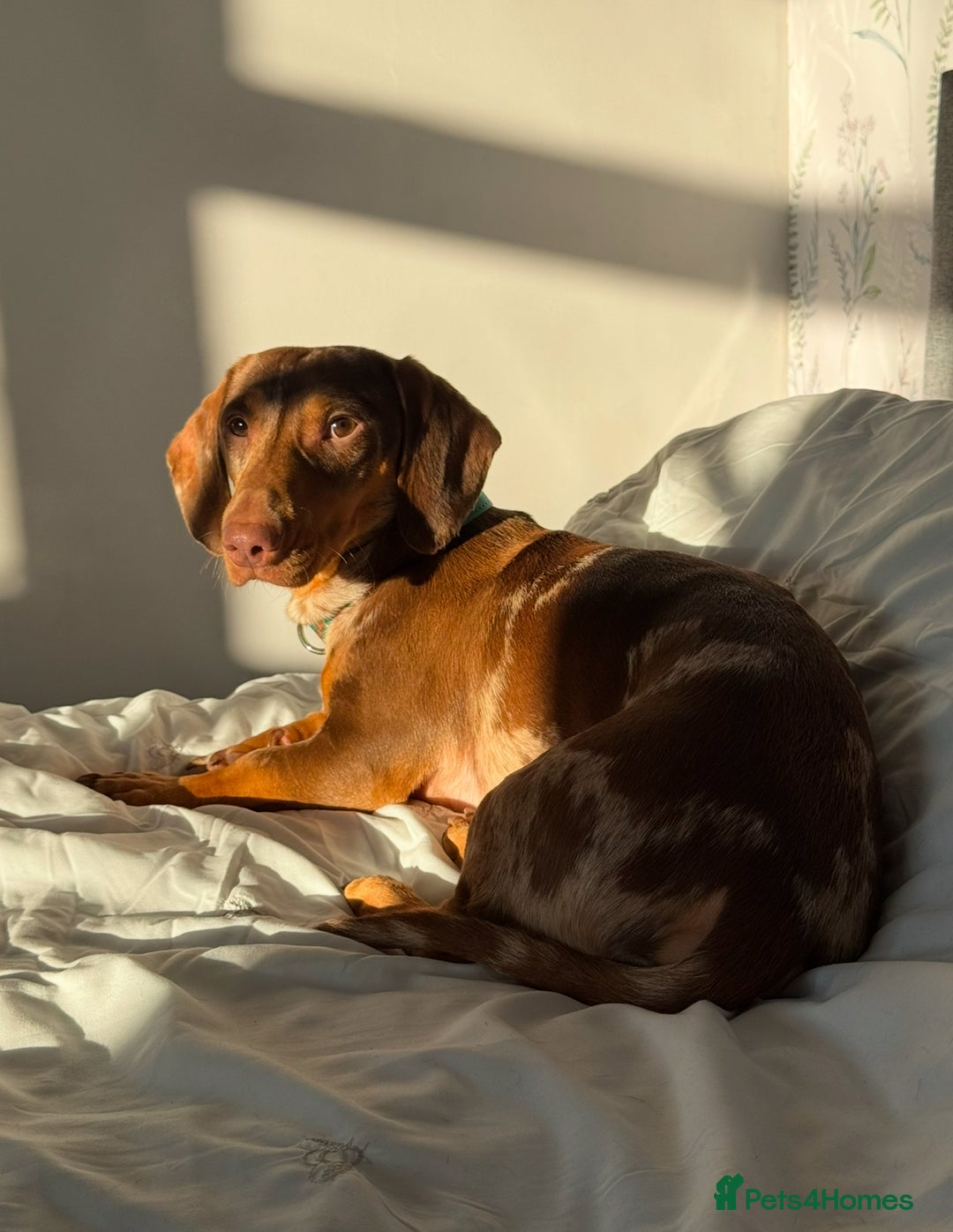 Dachshund dogs for sale: Male dachshund  - Image 5