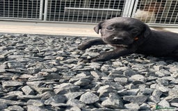 Labrador Retriever dogs for sale: KC reg lab pups for sale  in Galashiels - Image 2