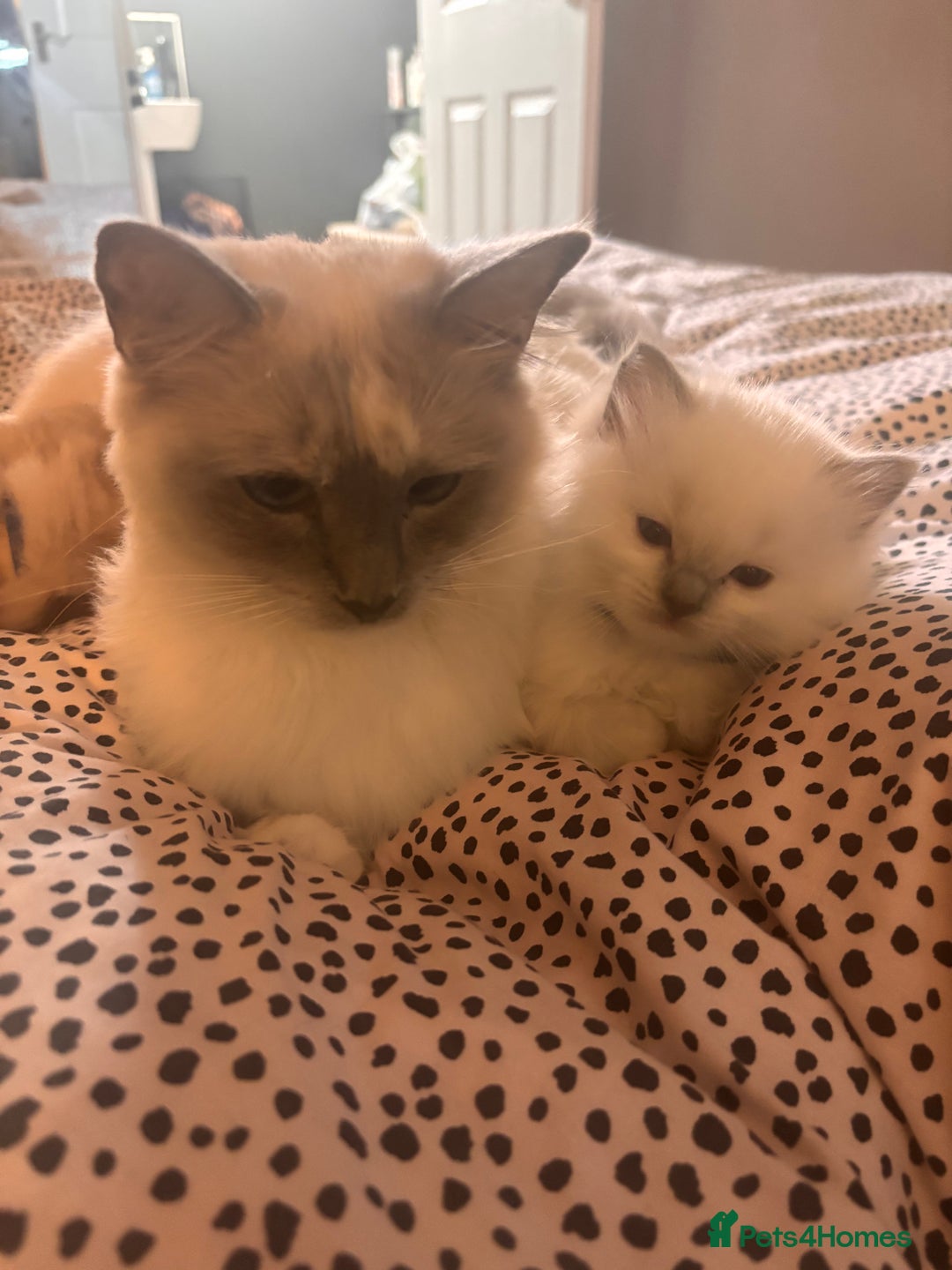 Ragdoll cats for sale: Ragdoll Kittens  - Image 22