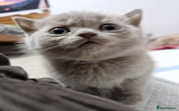 British Shorthair cats for sale: For Sale – British Shorthair Kittens - Image 8