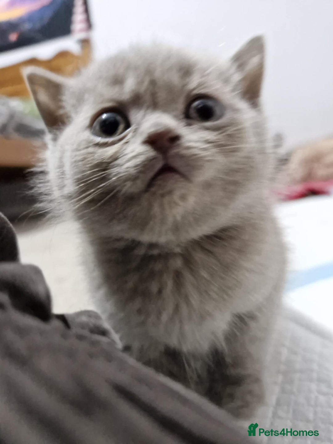 British Shorthair cats for sale: For Sale – British Shorthair Kittens - Image 8