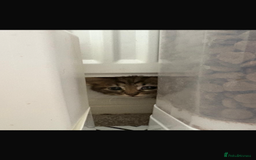 Mixed Breed cats for sale: 3x tuxedo 1x all black kittens - Image 4