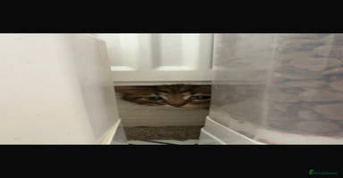 Mixed Breed cats - Advert 8