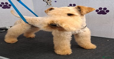 Lakeland Terrier dogs - Advert 11