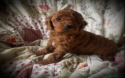 Cockapoo dogs for sale: Fabulous F1b Fox Red Cockapoo Health Cleared - Image 35