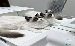 Ragdoll cats for sale: RARE TICA ENTIRE MALE SEAL POINT BICOL CHAMP BLOOD - Image 6