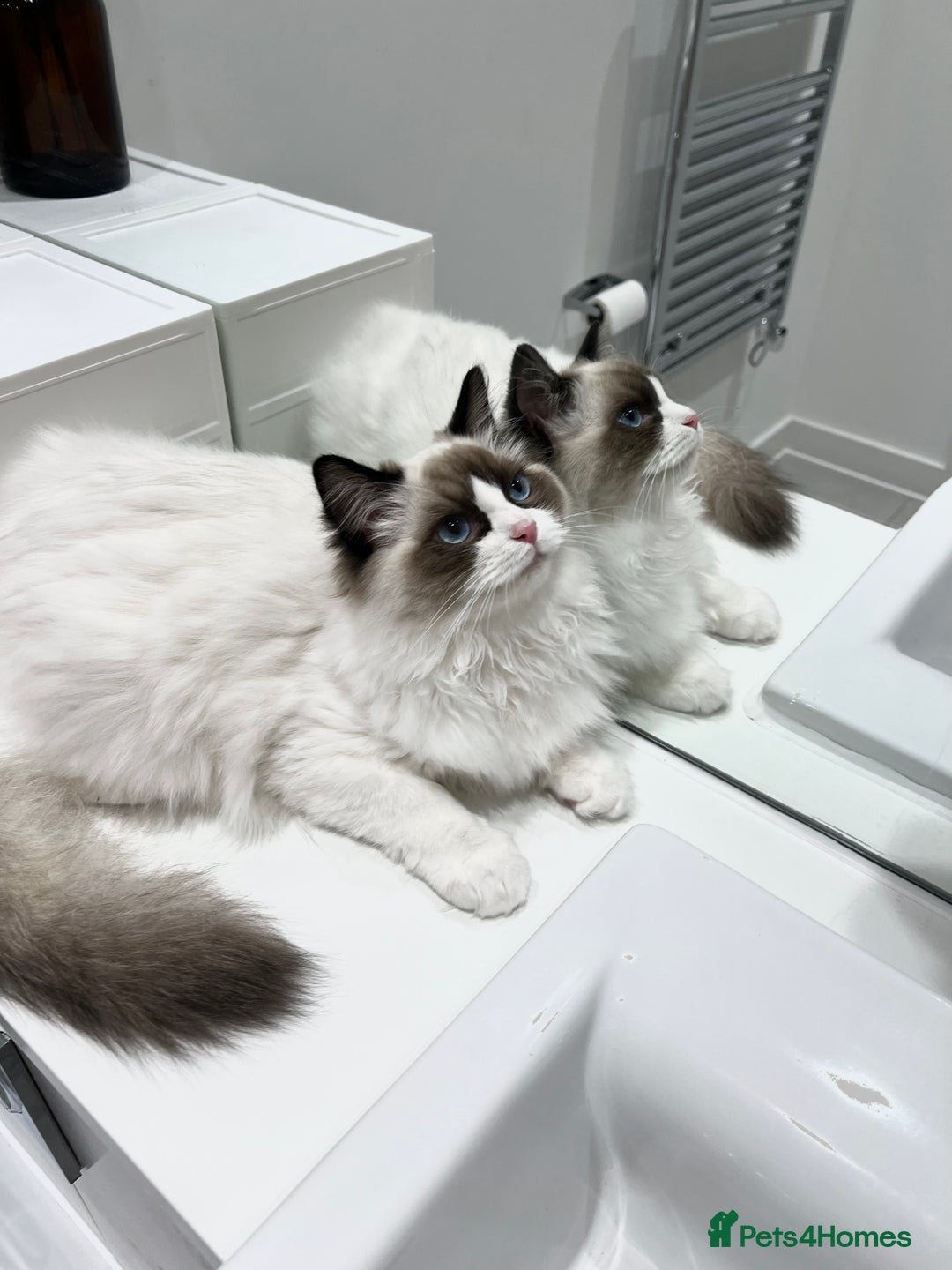 Ragdoll cats for sale: RARE TICA ENTIRE MALE SEAL POINT BICOL CHAMP BLOOD - Image 6