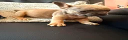 French Bulldog dogs for sale: 3 lovely boys looking for there foreva home  - Advert 23