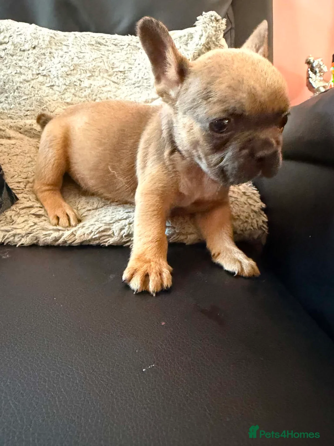 French Bulldog dogs for sale: 3 lovely boys looking for there foreva home  - Advert 23