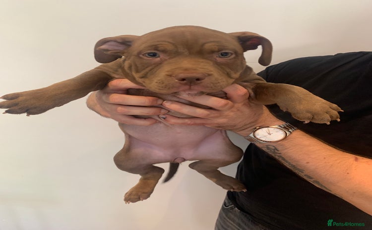 American Bully dogs - Advert 9