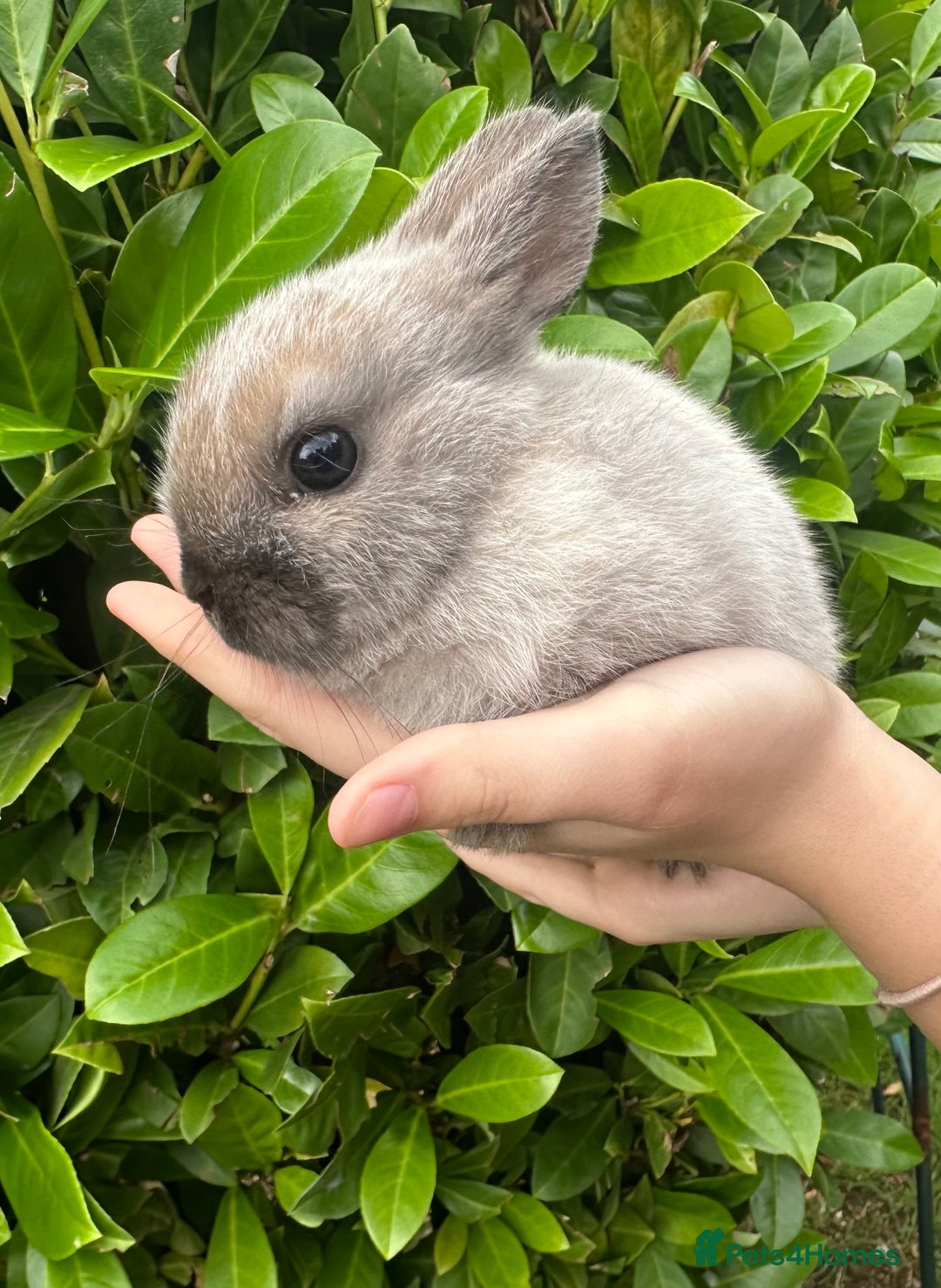 Netherland Dwarf rabbits for sale: Purebred Netherland Dwarf female - Image 3