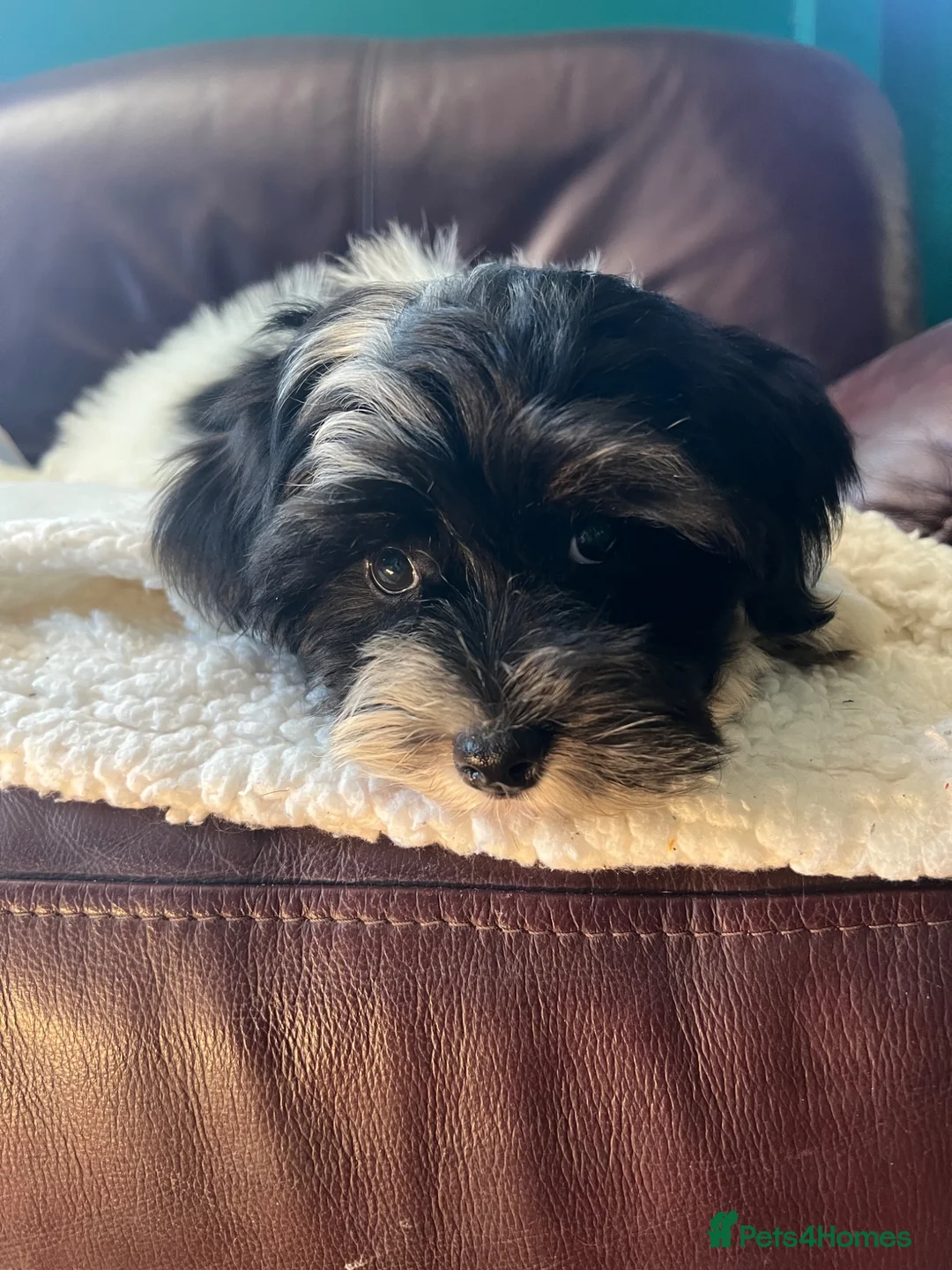 Havanese dogs for sale: Fully vaccinated kc registered girl pup - Advert 2